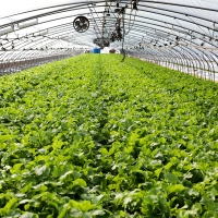 [농협] 한아름드린 신선 열무 4kg(특)