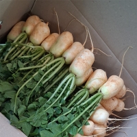 [오커최고] 여수 알타리무 3kg 5kg 10kg 무우 무시