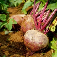 [만원의 행복] [비트최고] 레드비트 1kg 2kg 3kg 5kg 혼합과 비세척