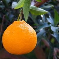 [농협] 한아름드린 한라봉세트 3kg(특13과내)  1박스/2박스