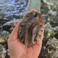 [오커늘푸] 완도 활전복 1kg 큰 사이즈