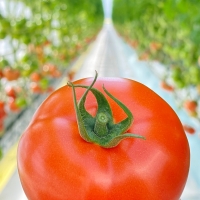 [부엌애] GAP인증 토마토주스용 유럽종 못난이토마토 2.5kg/5kg