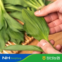 [정선농협] 자연담은 정선 생잎 명이나물 1kg/2kg(특)/당일수확