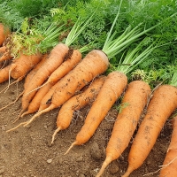 [오커디어] 당신 근처 당근 중 상 2kg 5kg 비세척