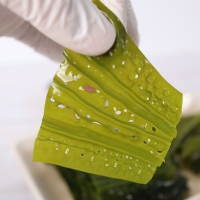 [오커브팜] 구멍 슝 곰피 미역 1kg 2kg 3kg