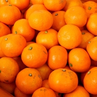 청정 제주 하우스 비가림감귤(푸)