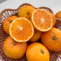 [★100개 한정][제주직송] 프리미엄 노지감귤