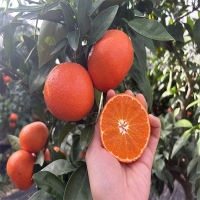 짙은 단맛의 귀한귤  홍미향