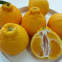 [오커캄스] 제주 한라봉 봉봉 한라봉 2kg 3kg 5kg