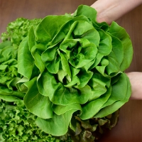 [1만원균일가][무농약/수경재배] 당일수확 유러피안 샐러드 야채모듬 [1kg/4-6종]