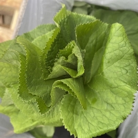 제철  햇  곰취나물(푸)