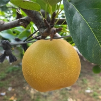 [주말특가]풍부한 과즙 달콤아삭 나주배(푸)