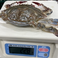 [보름데이] 연평도 급냉 하프절단 암꽃게(푸)