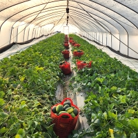 [보름데이] 경북 고령 파파야 메론(푸)