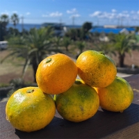 [주말특가] 고당도 타이벡  감귤(푸)