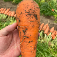 [만원의 행복] 달큰하고 아삭한 국내산 흙당근