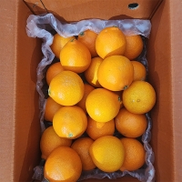 과즙이 일품인  고당도  황금향(푸)