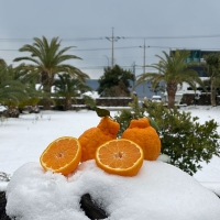 [신한카드할인]새콤달콤 감귤 제주 고당도 꿀 한라봉 2kg 3kg 5kg