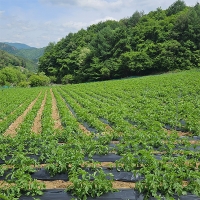 [만원의 행복] 포슬포슬 속이 꽉찬 햇감자(푸)