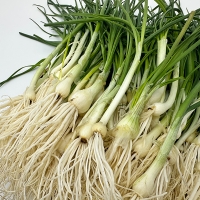 [오커캄스] 향긋 달래 세척 달래 300g 500g 1kg