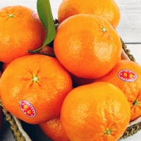 [제주향기] 탐나는 레드향 3kg(13-15과내)  1박스/2박스