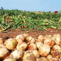 아삭한 식감과 단맛이 강한 국내산 양파 3kg/4kg
