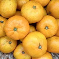 고당도 프리미엄 로얄과 노지감귤(유라조생/유라실생/타이백 등 고당도)