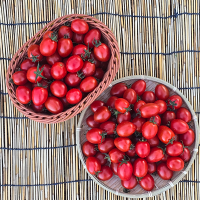 톡터지는 달콤한 대추 방울토마토