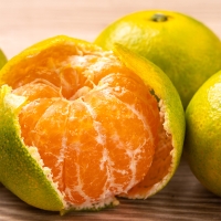 [만원의 행복] [감귤  - 2L ] 제주에서  키운  노지  극조생  감귤  (4.5kg/9kg)