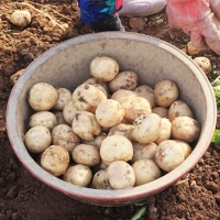 [오커브팜] 25햇 감자가 왔드래요 2kg 3kg 5kg 10kg 중 상 특