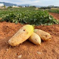 [만원의 행복] [채소브팜] 햇 무 달큰한 무우 무시 못난이 무 미니무 정품무 5kg 10kg 비세척 흙무