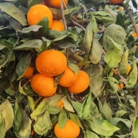 [오커브팜] 제주 비가림 감귤 일반포장