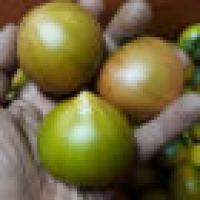 [산지직송] 대저토마토/대저짭잘이 토마토 2.5kg [소/중/대]