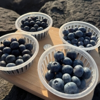 [농장직접] 제주 유기농 생과 블루베리 [200g-1kg][익일배송]