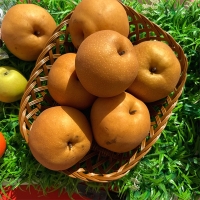 [보름데이] 시원하고 달콤한 가정용 햇배