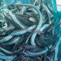 청정해역 통영의 자연산 손질 바다장어(푸)