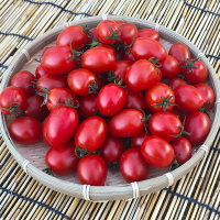 톡터지는 달콤한 대추 방울토마토