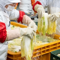 신선한 재료로만든 매운김치(푸)