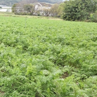 서산농부의 자색당근 1kg / 3kg / 5kg / 10kg 흙당근 비선별 비세척