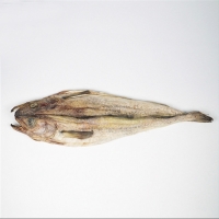 [단짠예찬] 찢는재미 통먹태 10마리(7통45-47cm)