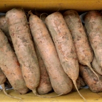 [뜰안애] 보석 흙당근 3kg/5kg/10kg(사이즈랜)