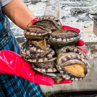 [명절브팜] 완도 활전복 금보자기싼 선물세트 1kg