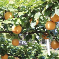 [보름데이] 햇배최고 신고배 가정용 못난이 달콤한 배 3kg 5kg