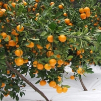 [주말특가] 제주 타이벡 감귤 2.5kg 4.5kg 과일 실중량