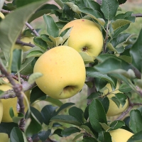 [사과최고] 황금빛 시나노 골드 사과 2kg 3kg 5kg 오커