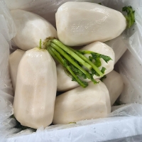 절임 알타리무(최)