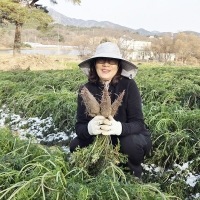 서산농부의 자색당근 1kg / 3kg / 5kg / 10kg 흙당근 비선별 비세척