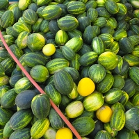 [오커최고] 파파야 메론 달콤한 멜론