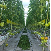 프리미엄 완숙토마토(푸)