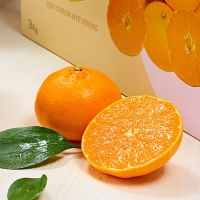 [오커마니] 제주 천혜향 천리가는 천혜향 2kg 3kg 5kg 일반용